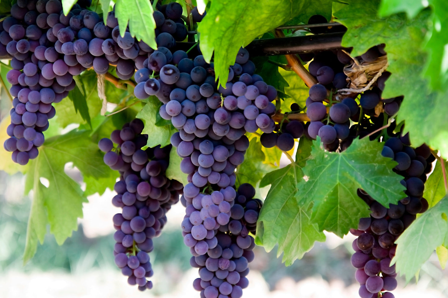 2 oz Grape A Licious Melts (Slightly strong to Strong fragrance)