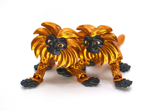Monkey business - Golden Lion Tamaran