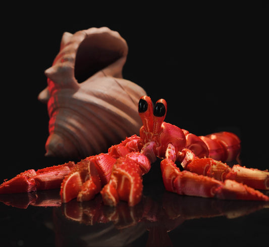 Sea Life - Hermit Crab (In a shell) 2-Tone Red & Black.